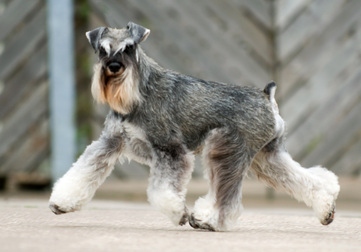 Two Thumbs Up - ToMar's Miniature Schnauzers